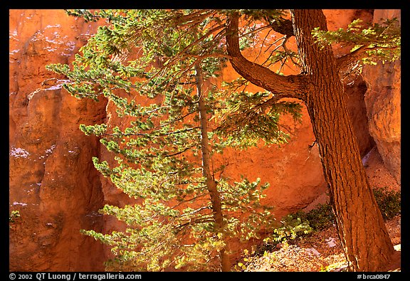 Douglas Fir in Wall Street Gorge, Navajo Trail. Bryce Canyon National Park, Utah, USA.