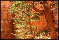 Douglas Fir in Wall Street Gorge, Navajo Trail. Bryce Canyon National Park ( color)