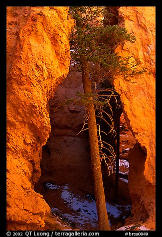 Glowing walls and tree along  Navajo Trail. Bryce Canyon National Park, Utah, USA.