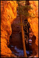 Glowing walls and tree along  Navajo Trail. Bryce Canyon National Park, Utah, USA.