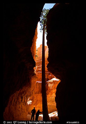 Hikers at the base of tall tree in Wall Street Gorge. Bryce Canyon National Park (color)