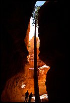 Hikers at the base of tall tree in Wall Street Gorge. Bryce Canyon National Park, Utah, USA. (color)