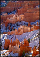 Hoodoos glowing in Bryce Amphitheater, early morning. Bryce Canyon National Park, Utah, USA. (color)