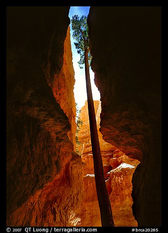 Douglas Fir in Wall Street Gorge, mid-day. Bryce Canyon National Park, Utah, USA.