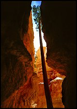 Douglas Fir in Wall Street Gorge, mid-day. Bryce Canyon National Park ( color)