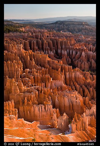 Tightly packed hoodoos from Bryce Point, sunrise. Bryce Canyon National Park, Utah, USA.