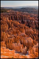 Tightly packed hoodoos from Bryce Point, sunrise. Bryce Canyon National Park, Utah, USA.