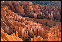 Bryce amphitheater at sunrise. Bryce Canyon National Park, Utah, USA.