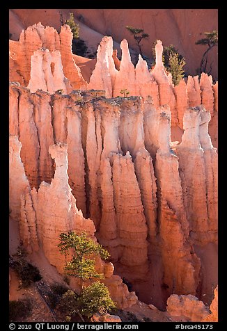 Pink Member of the Claron Formation. Bryce Canyon National Park, Utah, USA.