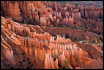 Glowing hoodoos in Queen's garden. Bryce Canyon National Park ( color)