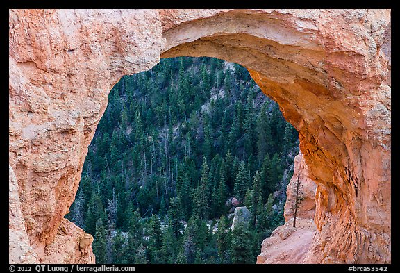 Forest seen through natural bridge. Bryce Canyon National Park, Utah, USA.