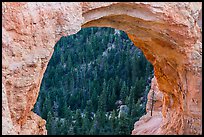 Forest seen through natural bridge. Bryce Canyon National Park, Utah, USA. (color)