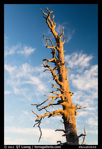 Bristlecone pine tree top. Bryce Canyon National Park, Utah, USA.