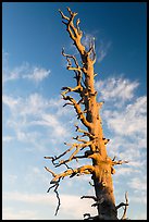 Bristlecone pine tree top. Bryce Canyon National Park, Utah, USA. (color)