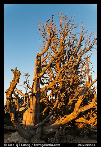 Bristlecone pine trees with many branches. Bryce Canyon National Park, Utah, USA.