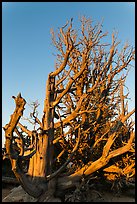 Bristlecone pine trees with many branches. Bryce Canyon National Park, Utah, USA. (color)