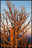 Bristlecone pine tree at sunset. Bryce Canyon National Park ( color)