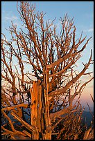 Bristlecone pine tree at sunset. Bryce Canyon National Park, Utah, USA. (color)