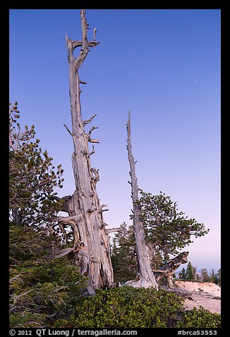 Bristlecone pine skeletons at dusk. Bryce Canyon National Park, Utah, USA.