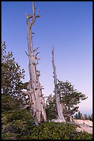 Bristlecone pine skeletons at dusk. Bryce Canyon National Park, Utah, USA. (color)