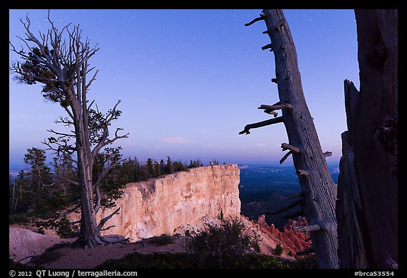 Bristlecone pine trees and cliff at dusk. Bryce Canyon National Park, Utah, USA.