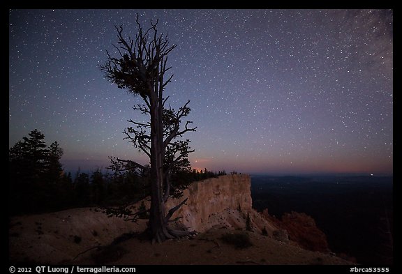 Bristlecone pine at edge of plateau at night. Bryce Canyon National Park, Utah, USA.