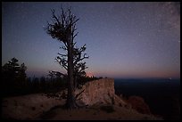 Bristlecone pine at edge of plateau at night. Bryce Canyon National Park, Utah, USA.