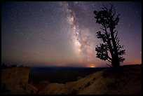 Bristlecone pine and Milky Way near Yovinpa Point. Bryce Canyon National Park, Utah, USA.