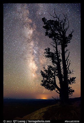 Bristlecone pine tree and Milky Way. Bryce Canyon National Park, Utah, USA.