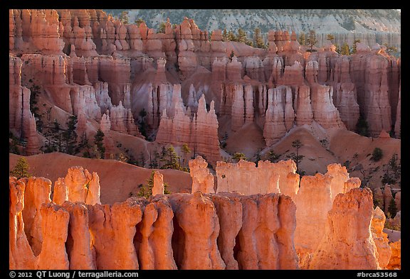 Rows of hoodoos. Bryce Canyon National Park, Utah, USA.