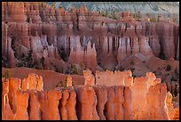 Rows of hoodoos. Bryce Canyon National Park, Utah, USA. (color)