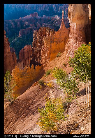 Young aspen in Bryce Amphitheater. Bryce Canyon National Park, Utah, USA.