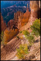 Young aspen in Bryce Amphitheater. Bryce Canyon National Park ( color)