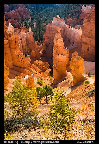 Aspen and Thors Hammer in autumn. Bryce Canyon National Park, Utah, USA.