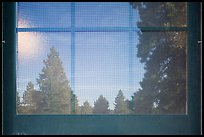 Fir trees, Visitor Center window reflexion. Bryce Canyon National Park, Utah, USA. (color)