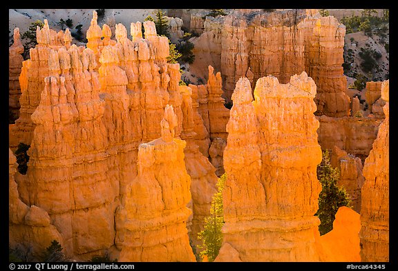 Glowing hoodoos, Fairyland Point, sunrise. Bryce Canyon National Park (color)