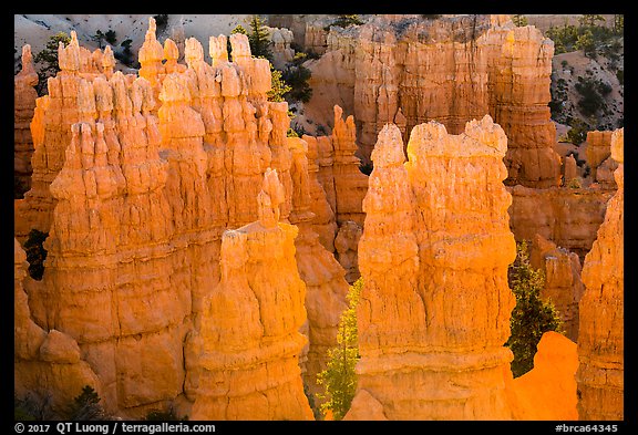 Glowing hoodoos, Fairyland Point, sunrise. Bryce Canyon National Park, Utah, USA.