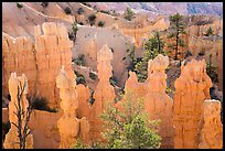Hoodoos and walls of pinkish siltstone. Bryce Canyon National Park ( color)