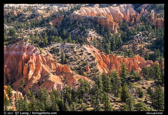 Conifers and pink rocks. Bryce Canyon National Park (color)