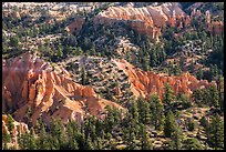 Conifers and pink rocks. Bryce Canyon National Park ( color)