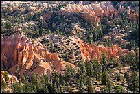 Conifers and pink rocks. Bryce Canyon National Park ( color)