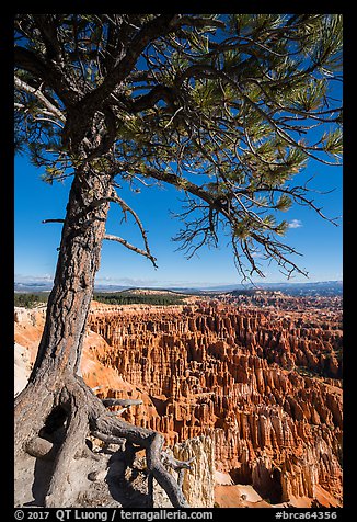 Pine tree with exposed roots framing Bryce Amphitheater, Inspiration Point. Bryce Canyon National Park, Utah, USA.