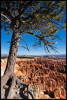 Pine tree with exposed roots framing Bryce Amphitheater, Inspiration Point. Bryce Canyon National Park ( color)