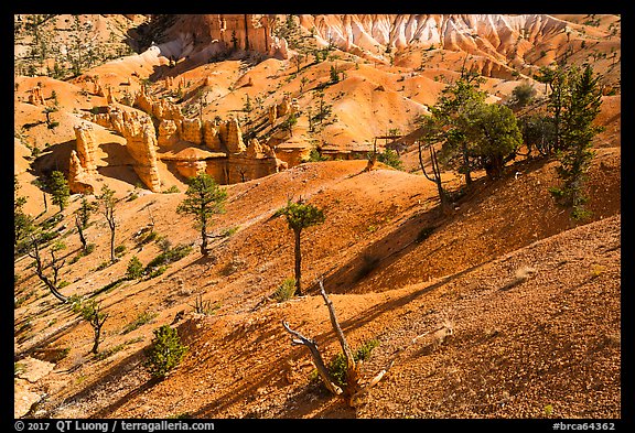 Eroded slopes and pines. Bryce Canyon National Park (color)