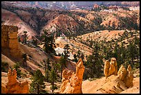 Hoodoos, eroded slopes with evergreens. Bryce Canyon National Park ( color)