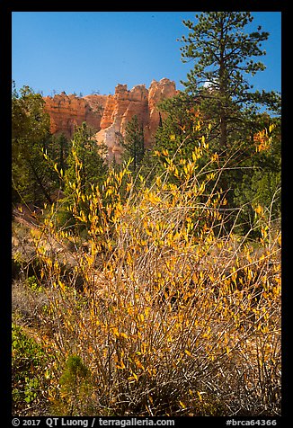 Shurbs in autumn foliage and hoodoos. Bryce Canyon National Park, Utah, USA.