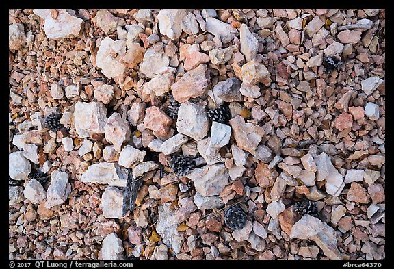 Close-up of dry creek with fallen pine cones. Bryce Canyon National Park, Utah, USA.