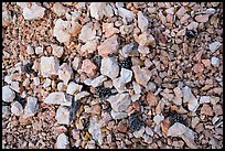 Close-up of dry creek with fallen pine cones. Bryce Canyon National Park, Utah, USA.