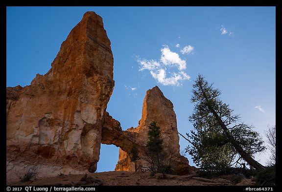 Pine trees, Tower Bridge, and cloud. Bryce Canyon National Park (color)