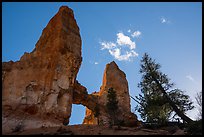 Pine trees, Tower Bridge, and cloud. Bryce Canyon National Park ( color)